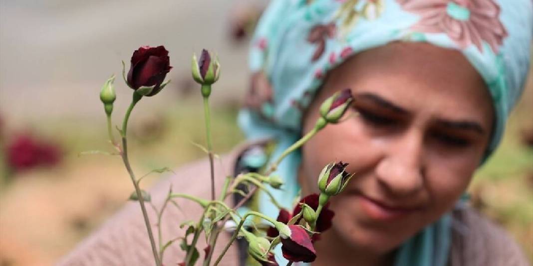 Yetiştiği toprağa sadık tek ürün! Tescilli ‘Karagülde’ hasat vakti 5